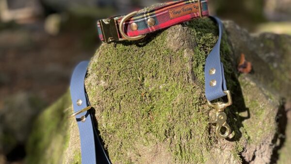 IMG_6748 Collier Ecossais