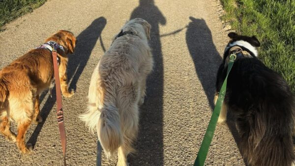 25-03-09 17-41-41 2515 Laisse TPU 3 points